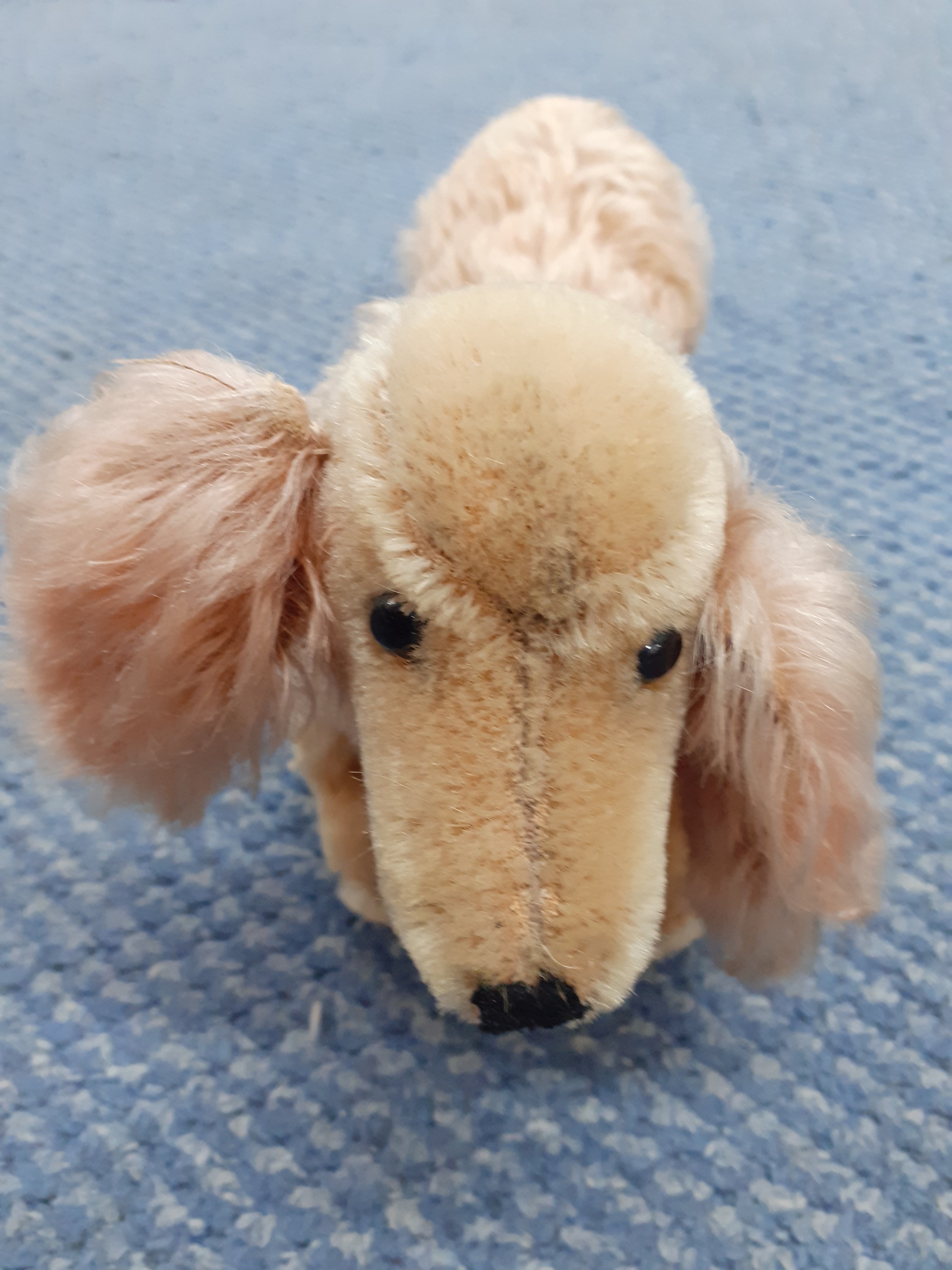 Steiff-A 1960's Waldi dachshund with red collar having no label to the ear. - Image 3 of 3