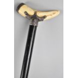 An Ebonized Walking Cane, Handle Formed from Silver Mounted Boars Tusk, Birmingham Hallmark