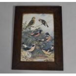 A Framed Edwardian Print, Feathered World by A F Lydon, 19x29cm