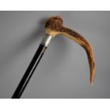 An Edwardian Stag Horn Handled Silver Mounted Ebonized Walking Cane, Hallmarked Chester 1913