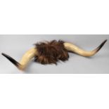 A Pair of Vintage Ox Horns, 93cms Wide