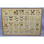 A Large Framed German Butterfly Poster, 100x77cms