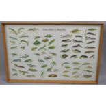 A Framed Caterpillars of Butterflies after Gordon Riley, 76x49cms