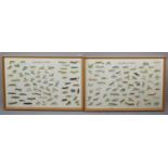 Two Framed Caterpillars of Moths Posters After Gordon Riley, 76x60cms