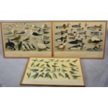 A Set of Five Framed British Birds Posters After HJ Slypher 1961, For RSPB, Each 87x62cms