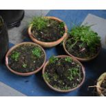 Four Short Circular Terracotta Plant Pots
