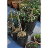 A Large Green Glazed Plant Pot on Casters Stand, Together with Two Smaller Examples, Pots 51 and