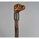 A Ladies Thorn Walking Cane with Carved Wooden Bulldog Head Handle, 79cms Long