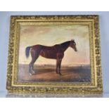 A 19th Century Gilt Framed English School Oil on Board, Chestnut Horse in Paddock, 74.5x61.5cms