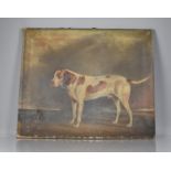 A 19th Century English School Oil on Canvas Mounted but Unframed, English Foxhound, 76.5 x63cms,
