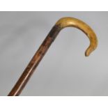 A Horn Handled Vintage Shepards Crook