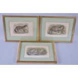 A Collection of Three 19th Century Bookplates Relating to Cats, Each 17x12cm