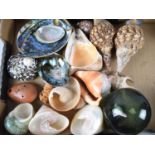 A Collection of Various Seashells to Include Paua, Hand Blown Green Glass Fishing Float etc