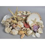 A Collection of Various Seashells