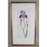 A Framed limited edition botanic print No 56/100 After Ethel Jones, Iris, 17 x 41 cm
