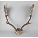 A Pair of Trophy Antlers