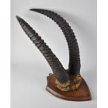 A Vintage Shield Mounted Pair of Ibex Trophy Horns