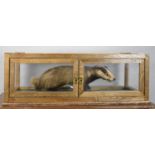 A Taxidermy Badger Cub in Oak Framed and Glazed Display Cabinet, 91cm wide