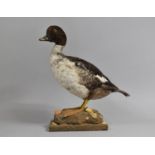 A Taxidermy Study of a Shell Duck, 37cms High