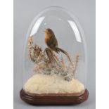 A Taxidermy Study of a Robin In Naturalistic Winter Setting, Under Glass Dome, 37cms High