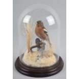 A Taxidermy Study of Chaffinch in Naturalistic Setting Under Glass Dome, 27cms High