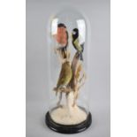 A Taxidermy Diorama Depicting Three British Birds Under Glass Dome, Glass AF, Greenfinch,