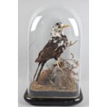 A Victorian Taxidermy Study of a Pied Blackbird Under Glass Dome, Dome with Crack, 33cm high