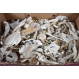 A Collection of Various Animal Bones, Tusks, Part Skulls etc