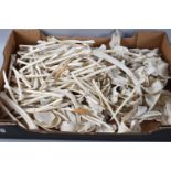 A Collection of Various Animal Rib Bones, Part Skull Bones etc