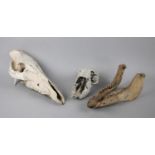 A Collection of Vintage Skulls to Include Horse etc