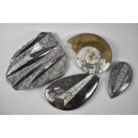 A Collection of Polished Fossils from Morocco