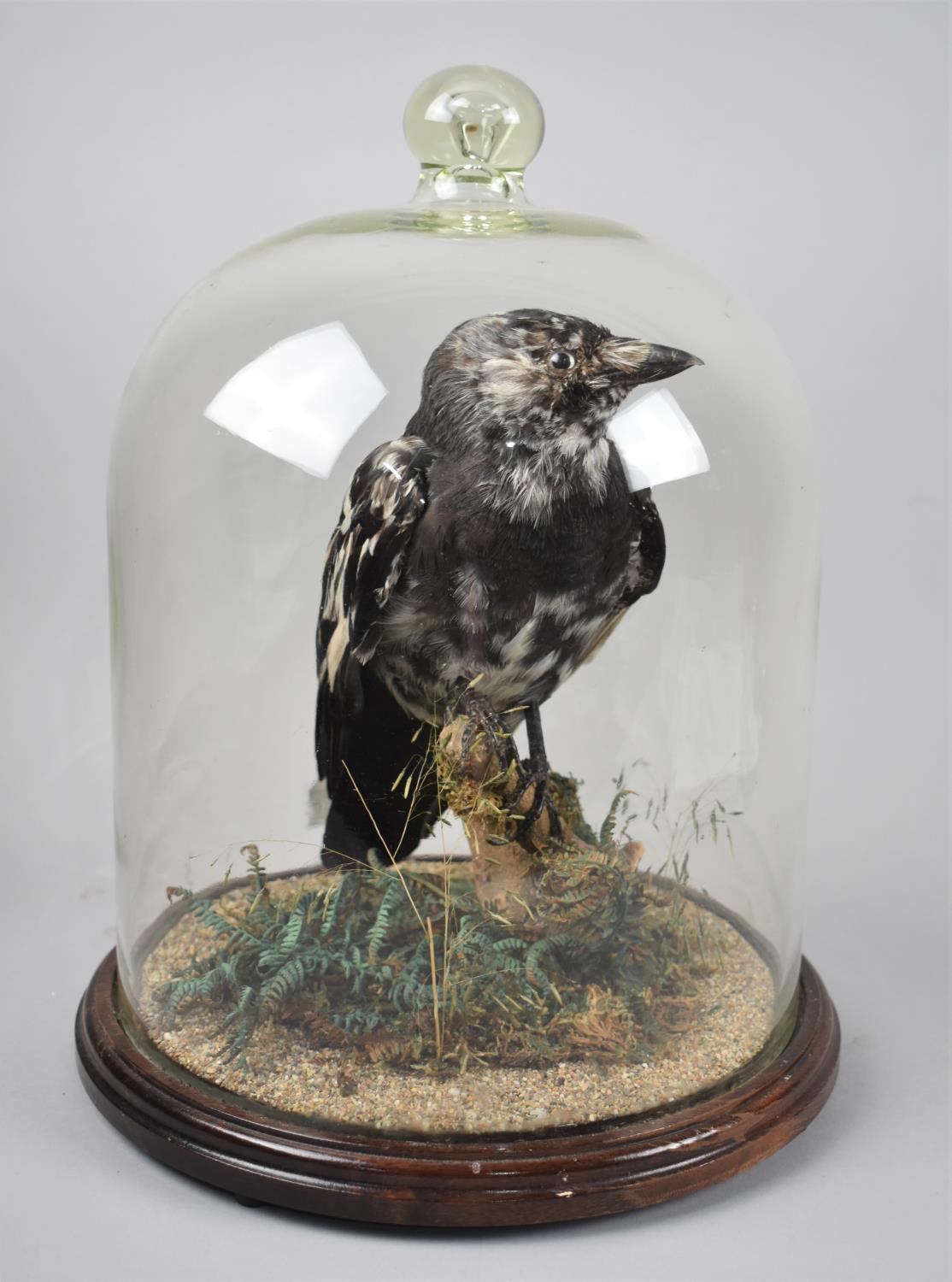A Taxidermy Study of a Pied Jackdaw, Under Glass Dome, 36cms High