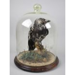 A Taxidermy Study of a Pied Jackdaw, Under Glass Dome, 36cms High