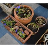 Five Various Patio Plant Pots