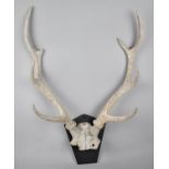A Four Point Stag Trophy Antler, 54cm high