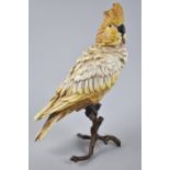 A Reproduction Cold Painted Bronze Study of a Cockatoo Perched on Branch, 30cms High