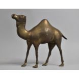 A Large Heavy Brass Model of a Camel, 31cms Long