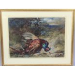 James Hardy Junior (British, 1832-1889), Watercolour and Gouache, Cock Pheasant, Signed, 66x48cm