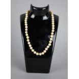 A Pearl Necklace with Silver Clasp