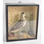 A Cased Taxidermy Study of a Snipe, Case 26cms High and 23cms Wide