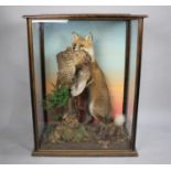 A Cased Taxidermy Study of Fox with Pheasant Prey in Naturalistic Setting, by C. Griffith. Case is