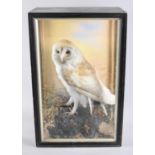 A Cased Taxidermy Study of a Barn Owl, 47cms High and 30cms Wide
