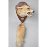 A Taxidermy Study of Snarling Fox with Brush Dated 1996