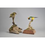 Two Taxidermy Studies of Birds on Branches