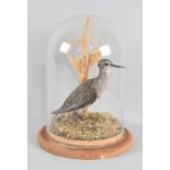 A Taxidermy Study of a Sandpiper, Under Glass Dome, 25cms High