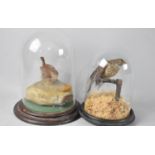 Two Taxidermy Studies of Wren and a Common Linnet, Both Under Glass Domes, Tallest 23cms High