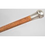 A Silver Topped Malacca Walking Cane, Hallmark Worn, 88cms High