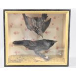 A Cased Taxidermy Study of Starling and Jackdaw, 38cms Wide and 33cms High