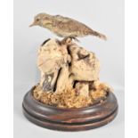 A Taxidermy Study of a Wryneck on Stump, No Dome