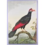 A Mounted but Unframed Print of an Exotic Bird, 40x60cms